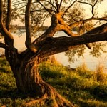 Untitled design (5)
